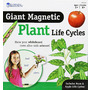 Ciclul vietii plantei - set magnetic - 1
