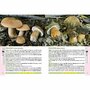 Editura Casa - Ghidul culegătorului de ciuperci - 555 de specii - 3