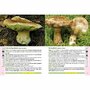 Editura Casa - Ghidul culegătorului de ciuperci - 555 de specii - 2
