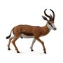 Collecta - Figurina Antilopa Springbok L - 1