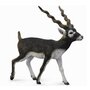 Collecta - Figurina pictata manual Antilopa Blackbuck - 1