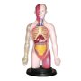 Miniland - Kit educational mulaj Corpul uman si sistemul digestiv - 3