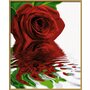 Simba - Pictura pe numere Trandafirul rosu , Schipper, Multicolor - 4