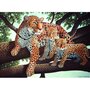 Pictura pe numere juniori - Leopard african - 1