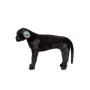 Catel Labrador Negru gigant din plus - 2