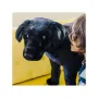 Catel Labrador Negru gigant din plus - 3