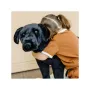 Catel Labrador Negru gigant din plus - 4