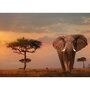 Puzzle Elefant In Masai Mara, 1000 Piese - 2