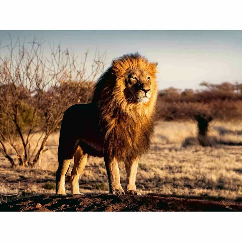 regele leu 2: regatul lui simba Puzzle Leu Regele Animalelor, 1500 Piese