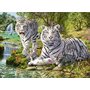 Ravensburger - Puzzle Tigri albi, 500 piese - 1