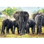 Trefl - Puzzle animale Elefanti africani , Puzzle Adulti, piese 1000, Multicolor - 2