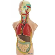 Miniland - Set Anatomia Umana 50 cm
