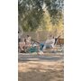 Trotineta, Lionelo, Whizz, Pentru Acrobatii, Rulmenti ABEC-9, Sistemul de compresie IHC 9, 20 - 100 kg, Conform cu standardul european de securitate EN14619, Verde/Negru - 24