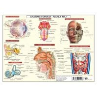 Plansa Anatomia Omului I