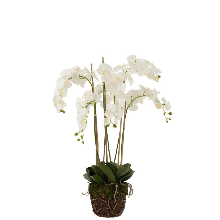 Poza Ory Orhidee cu pamant, Plastic, Alb
