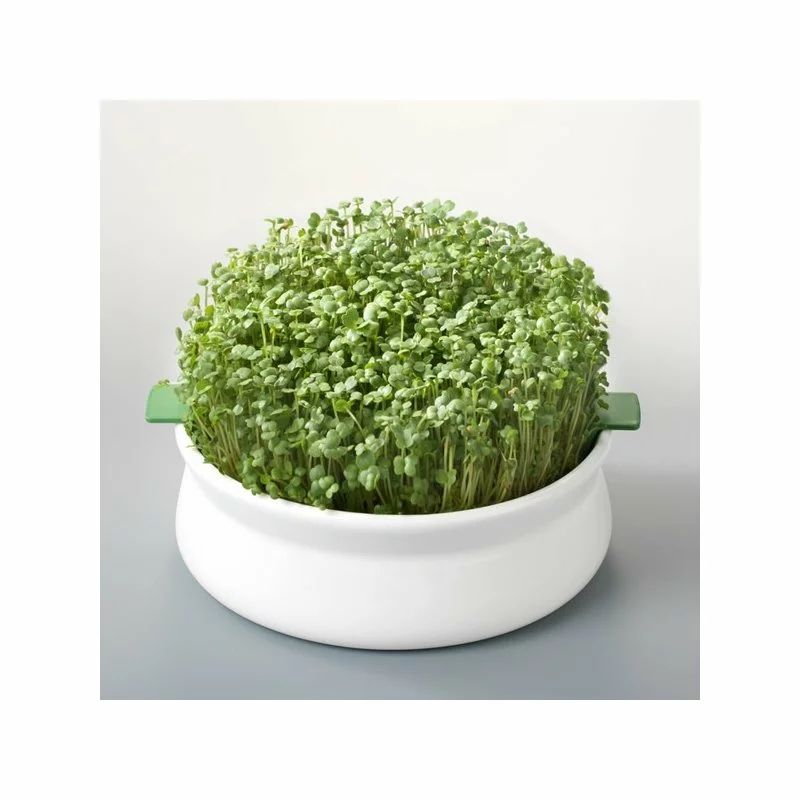 Vas de ceramica cu sita pentru germinare seminte mucilaginoase Germline