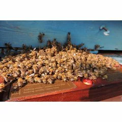 Colector venin albine BeeWhisper v.6.0 model 2020 picture - 8