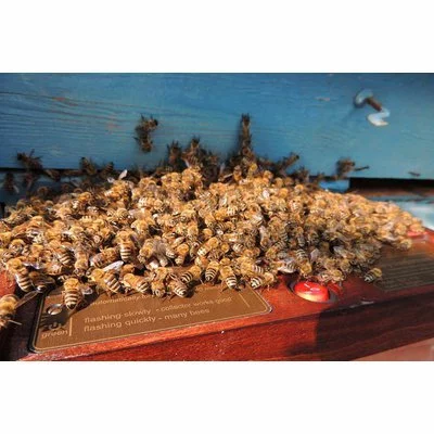 Colector venin albine BeeWhisper v.6.0 model 2020 picture - 8