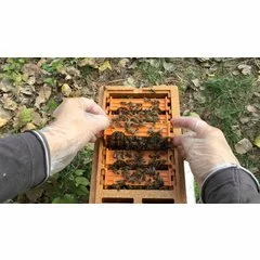 Corp extra pentru nucleu imperechere APIDEA picture - 4