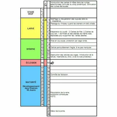 Cutia Nicot 10 matci - Training Video Gratuit picture - 3