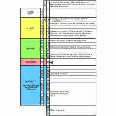 Cutia Nicot 30 matci - Training Video Gratuit picture - 3
