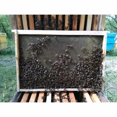 Faguri plastic 1/1 negri Stuparul.Ro picture - 3