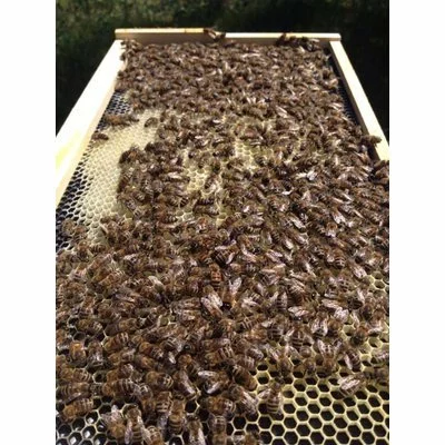 Faguri plastic 3/4 negri picture - 3