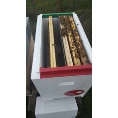 Nucleu polistiren 6 rame cuib cu hranitor P-HIVE picture - 10