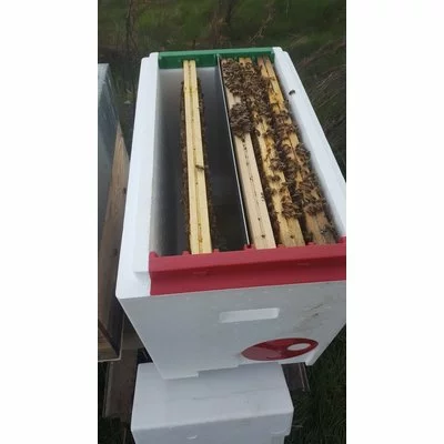 Nucleu polistiren 6 rame cuib cu hranitor P-HIVE picture - 10