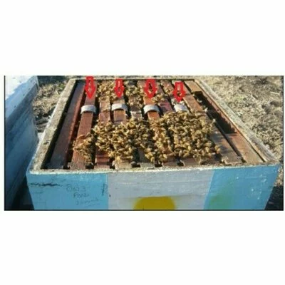 OXI Strip - Benzi acid oxalic picture - 2