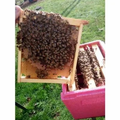Nucleu imperechere polipropilena expandata QUEEN-B picture - 5