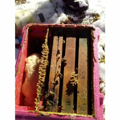 Nucleu imperechere polipropilena expandata QUEEN-B picture - 6