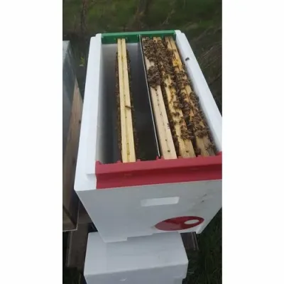 Nucleu polistiren 6 rame cuib cu hranitor P-HIVE picture - 10