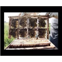 Rama plastic nucleu de imperechere mic picture - 5