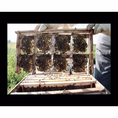 Rama plastic nucleu de imperechere mic picture - 5