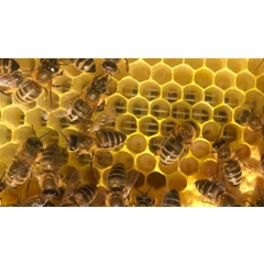 Set 6 foite incalzite dadant YouBee picture - 8