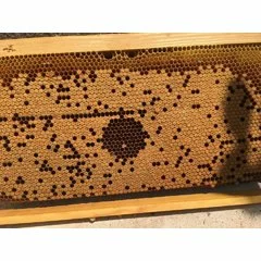 Tester Varroa 3 in 1 picture - 7