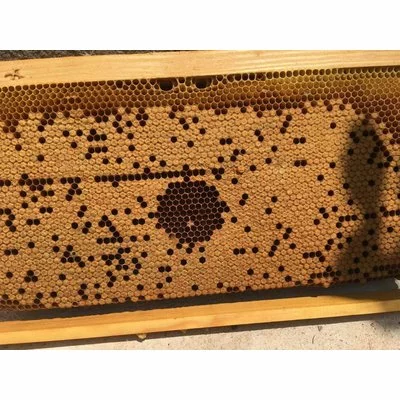 Tester Varroa 3 in 1 picture - 7